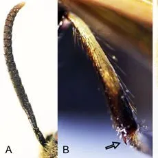 thumbnail for publication: Asian Horntail Eriotremex formosanus (Matsumura) (Insecta: Hymenoptera: Symphyta: Siricidae: Tremicinae)